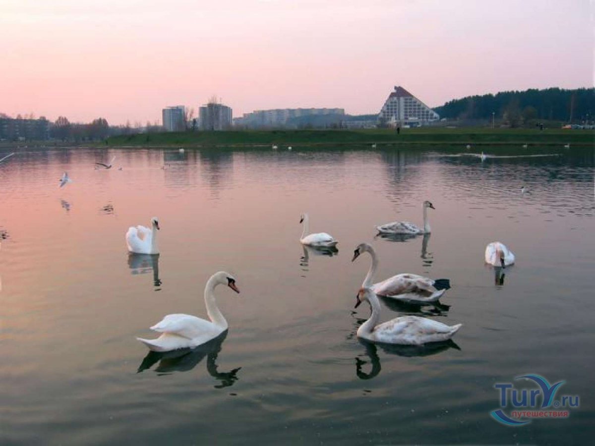 Нарочь озеро Лебединое