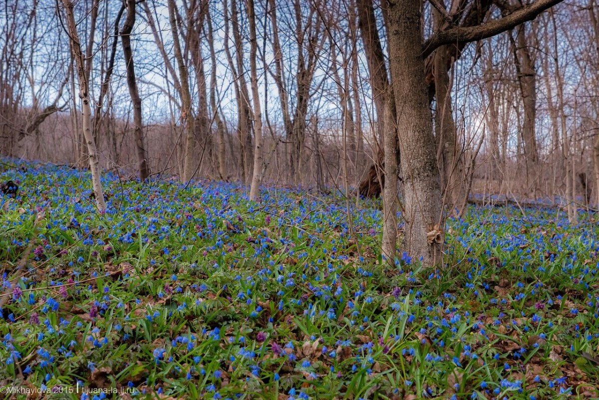 Пролески в Белгороде