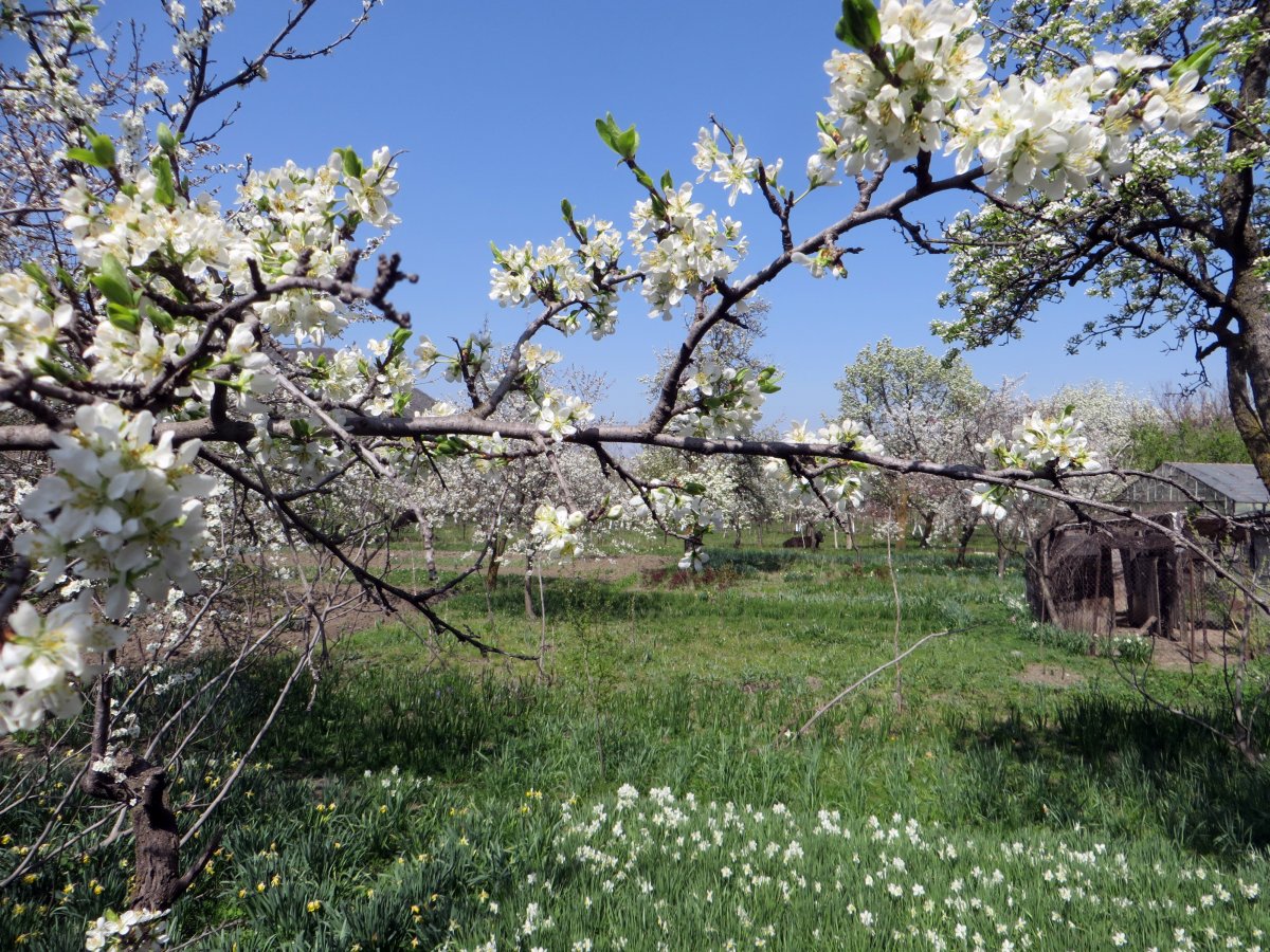 Цветущие деревья в Украине