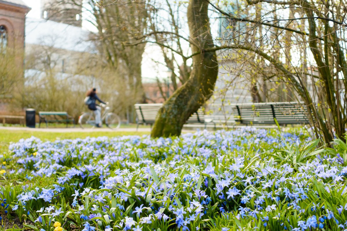 Цветник Швеции