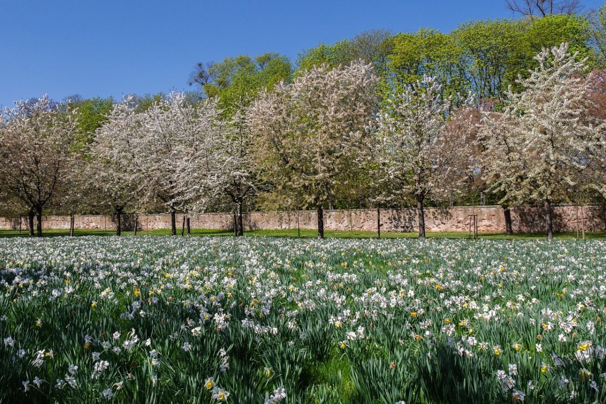 Текст весенний парк