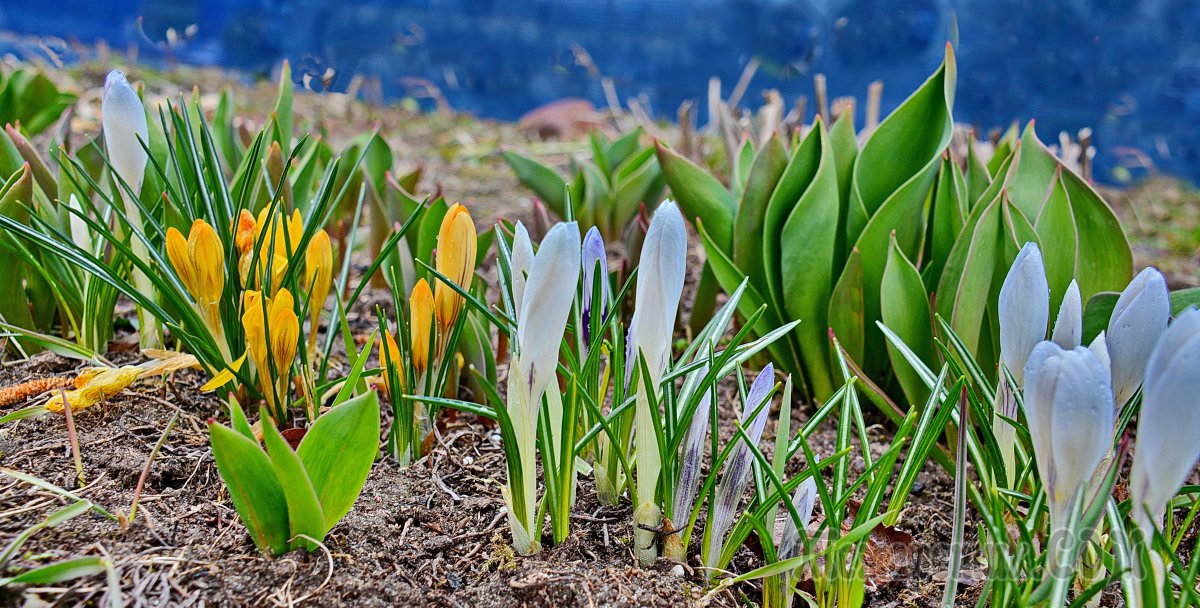Обои фото Весна апрель