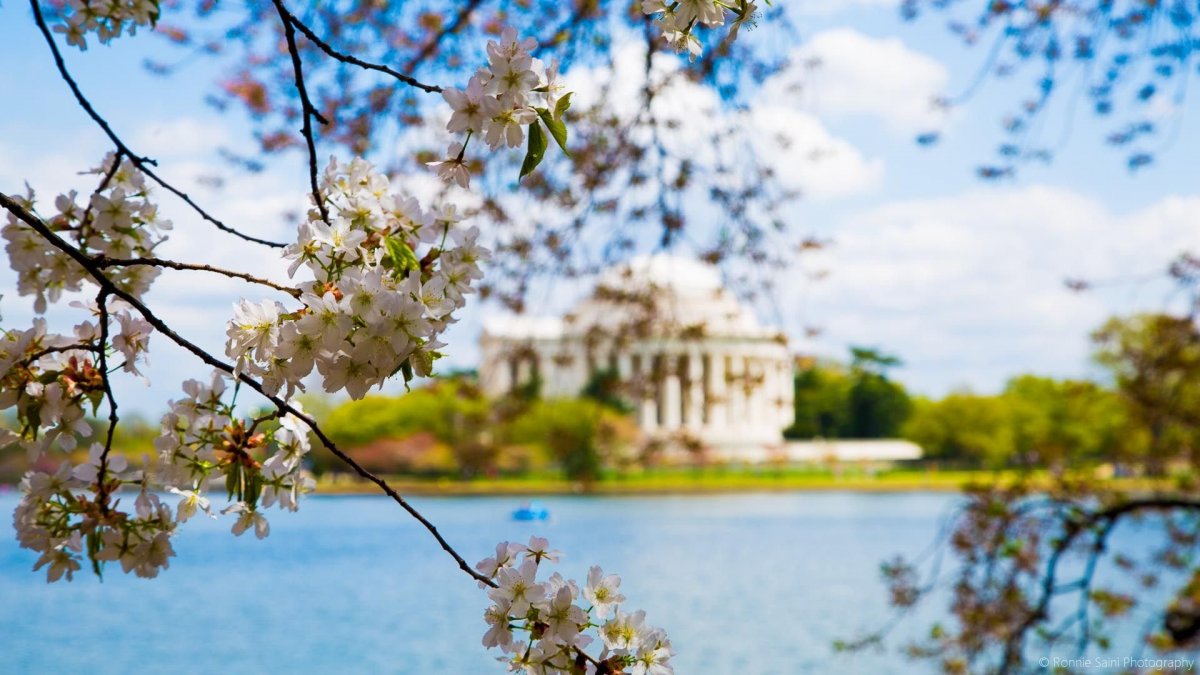 Весенняя природа в городе