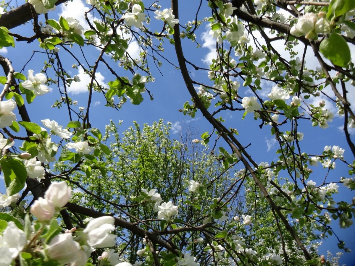 Алматы цветет яблоня