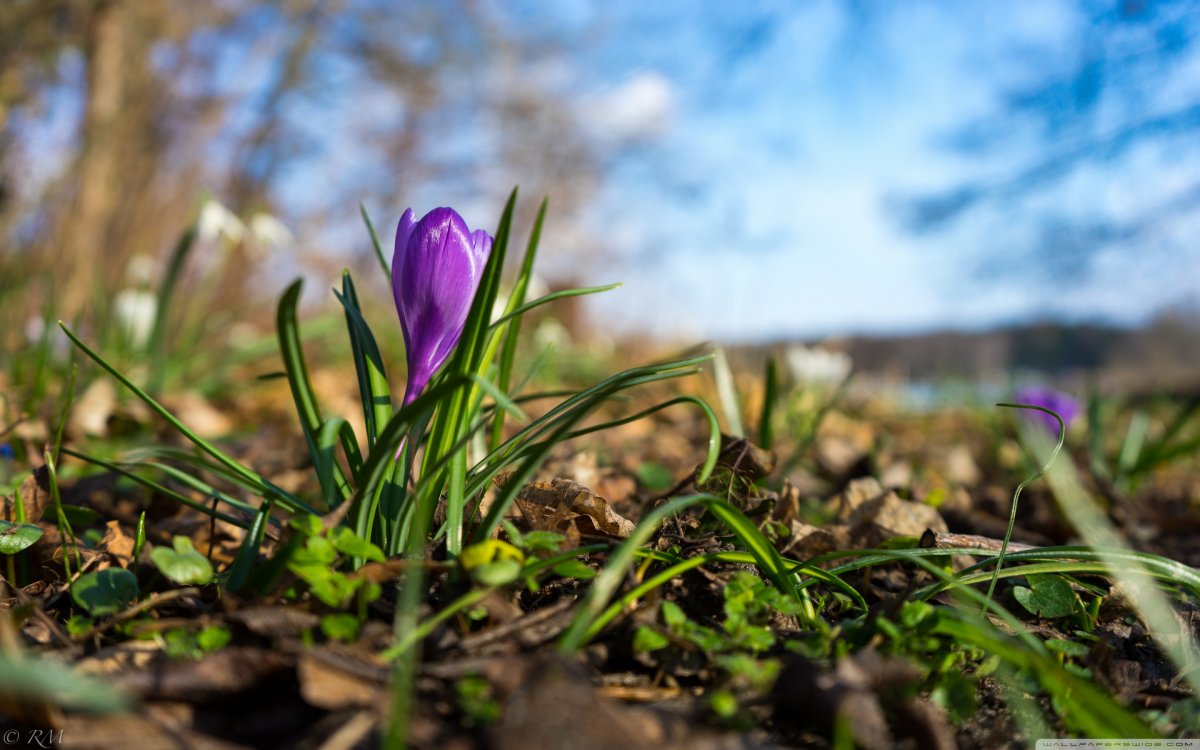 Поля Белоруссии