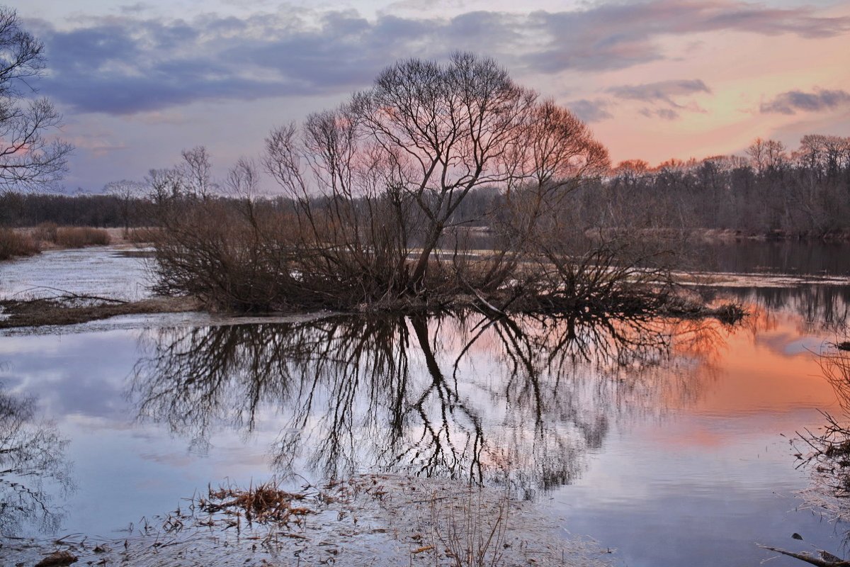 Цветущий Яблоневый сад весной