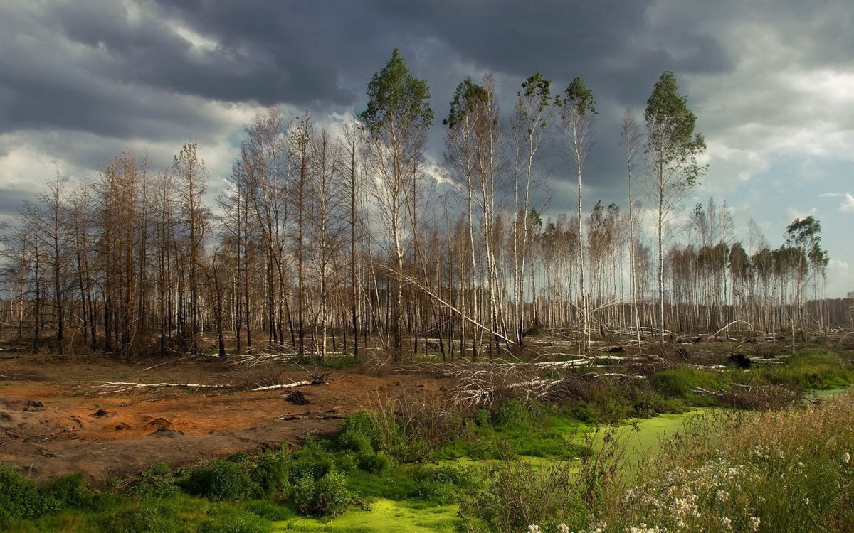 Весна в лесу