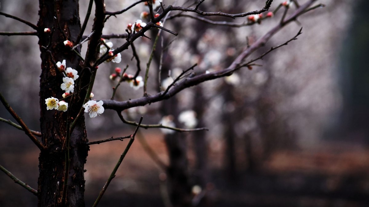 Темная Весна