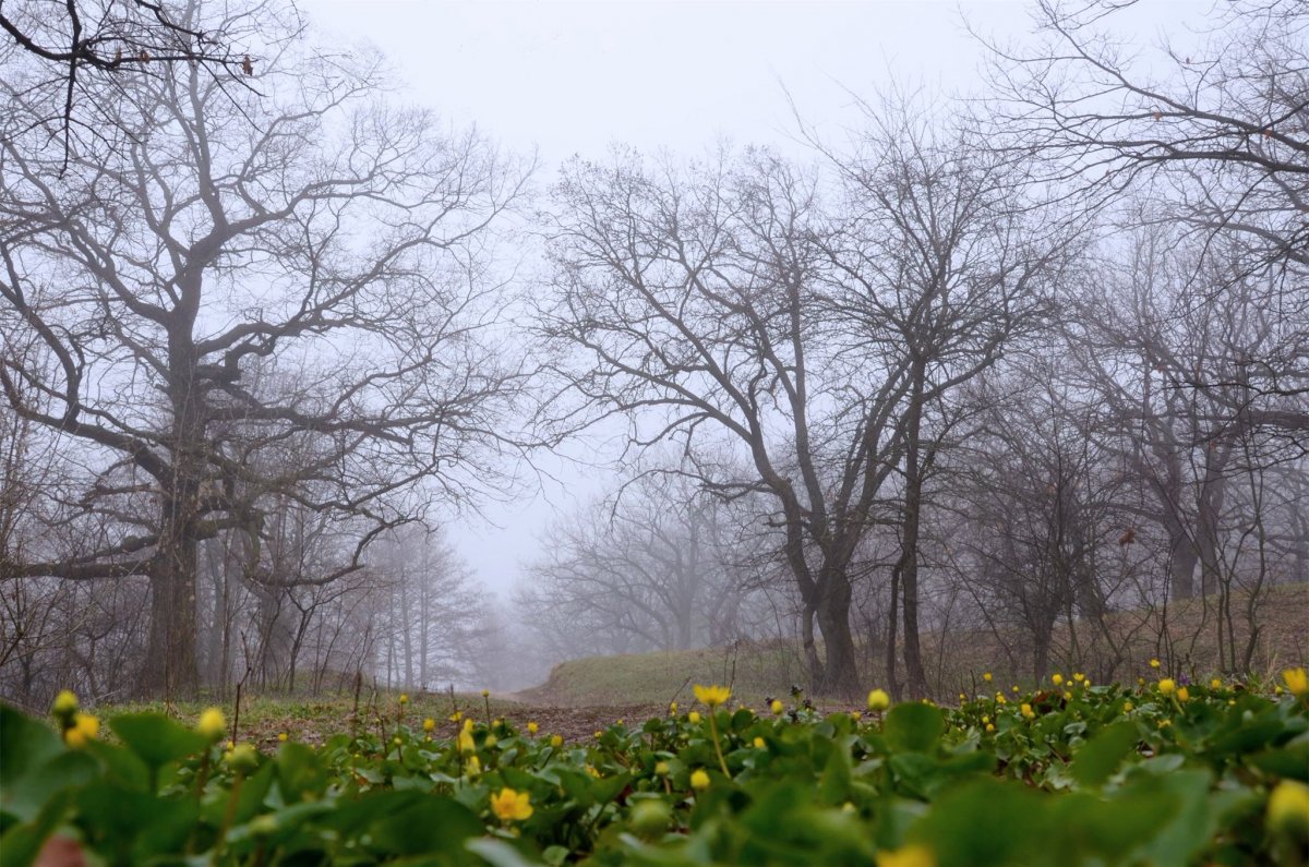 Хмурая Весна