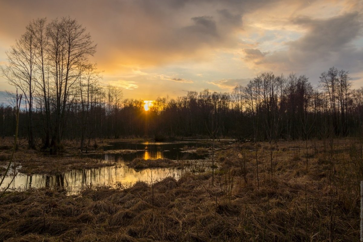 Болото в лесу