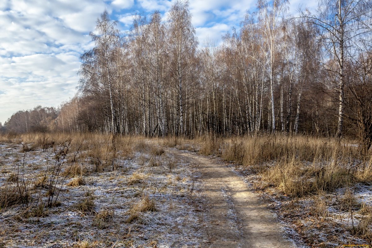 Лес поздней осенью