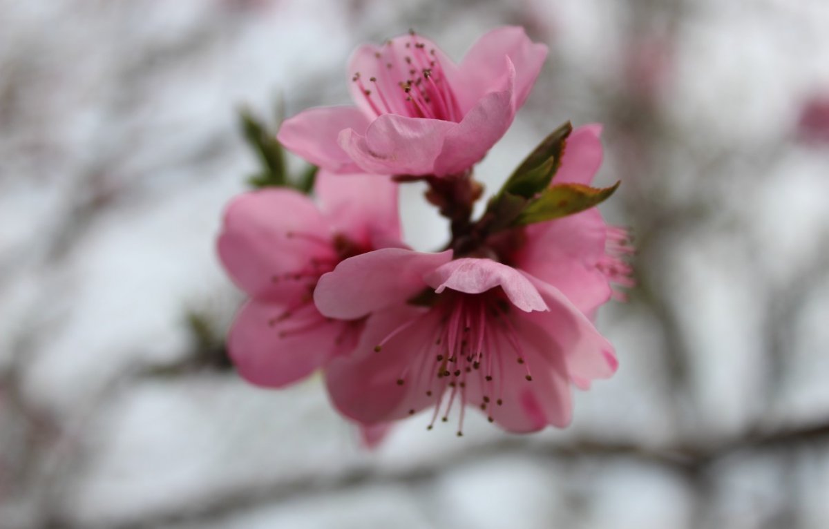 Март Весна розовое с серым
