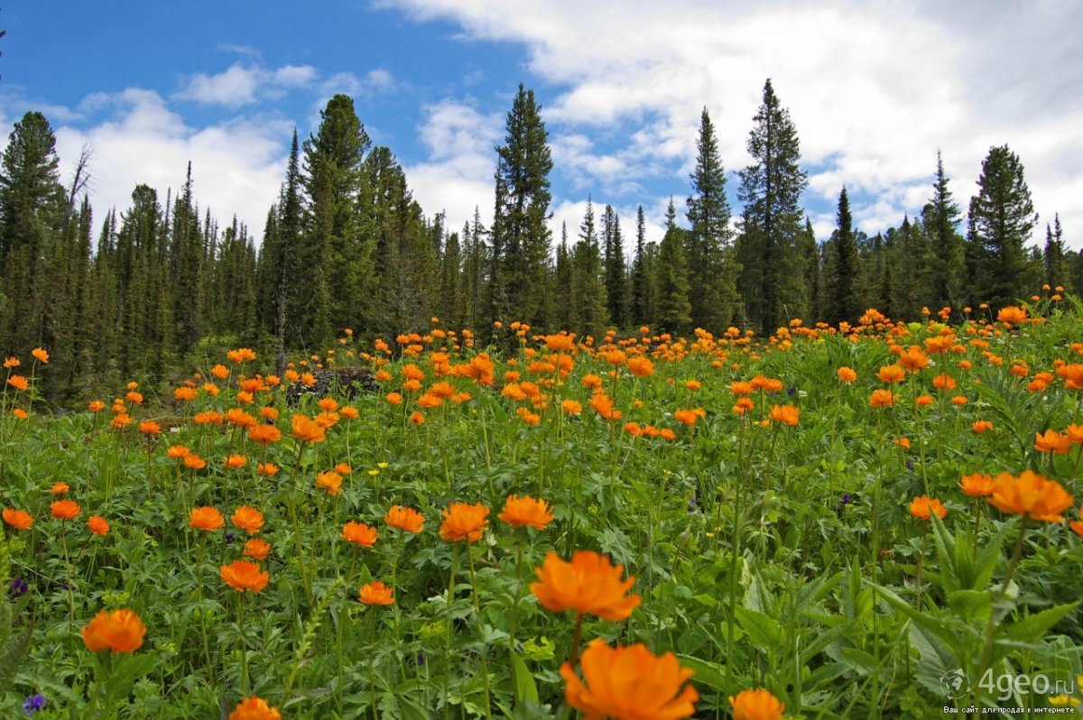 Природа Хакасии жарки