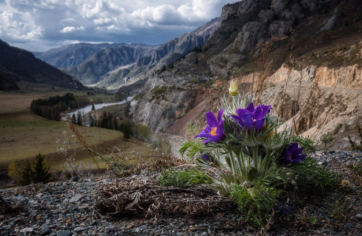 Первоцветы горный Алтай