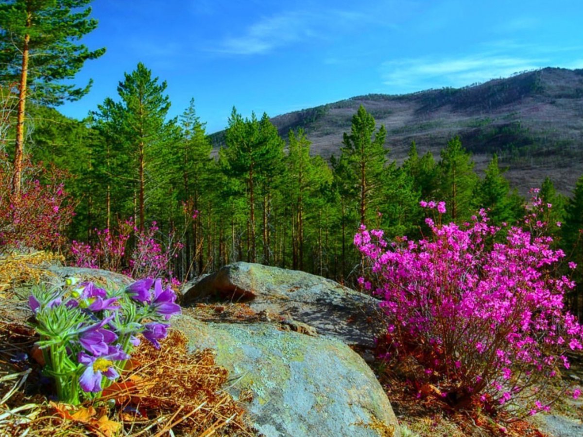 Природа Забайкальского края багульник