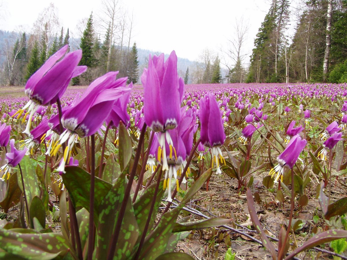 Весенние первоцветы Кандык Сибирский