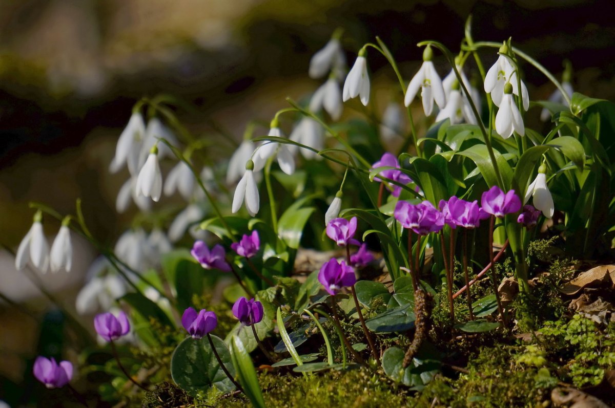 Первоцветы (подснежники, крокусы, гиацинты).
