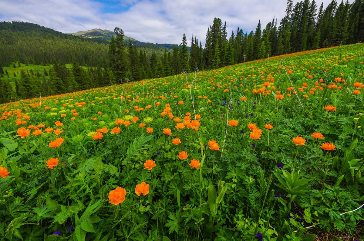 Луга Саяны жарки