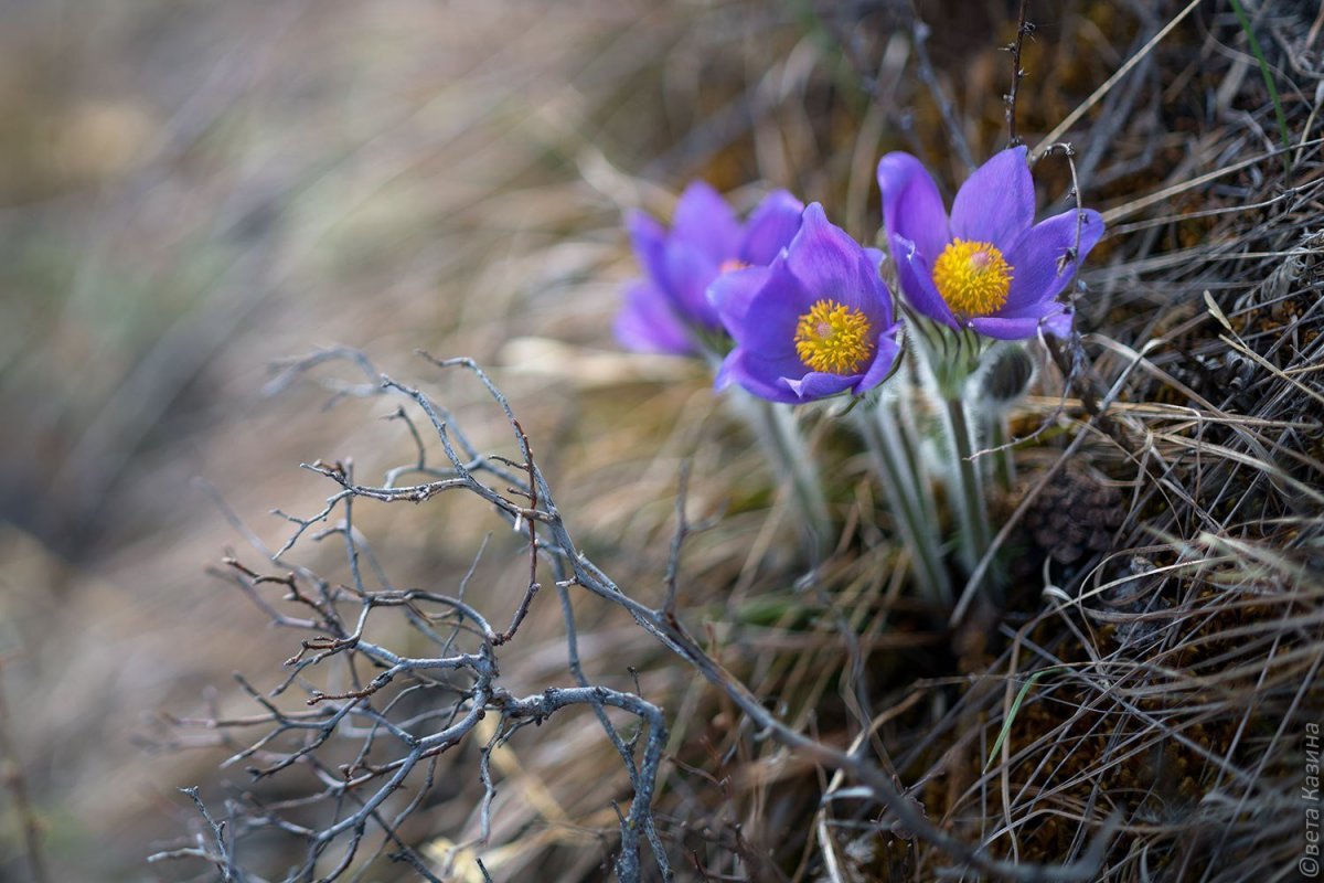 Растения первоцветы горного Алтая