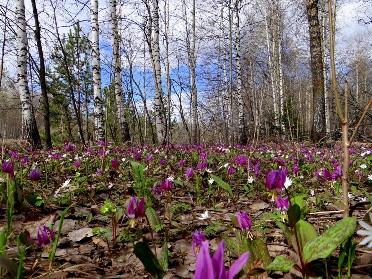 Кандык Поляна