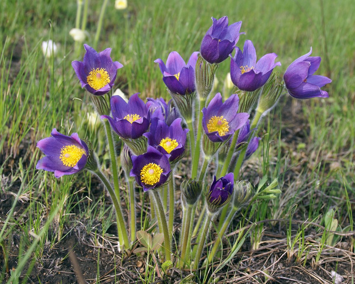 Весенние полевые цветы Сибири