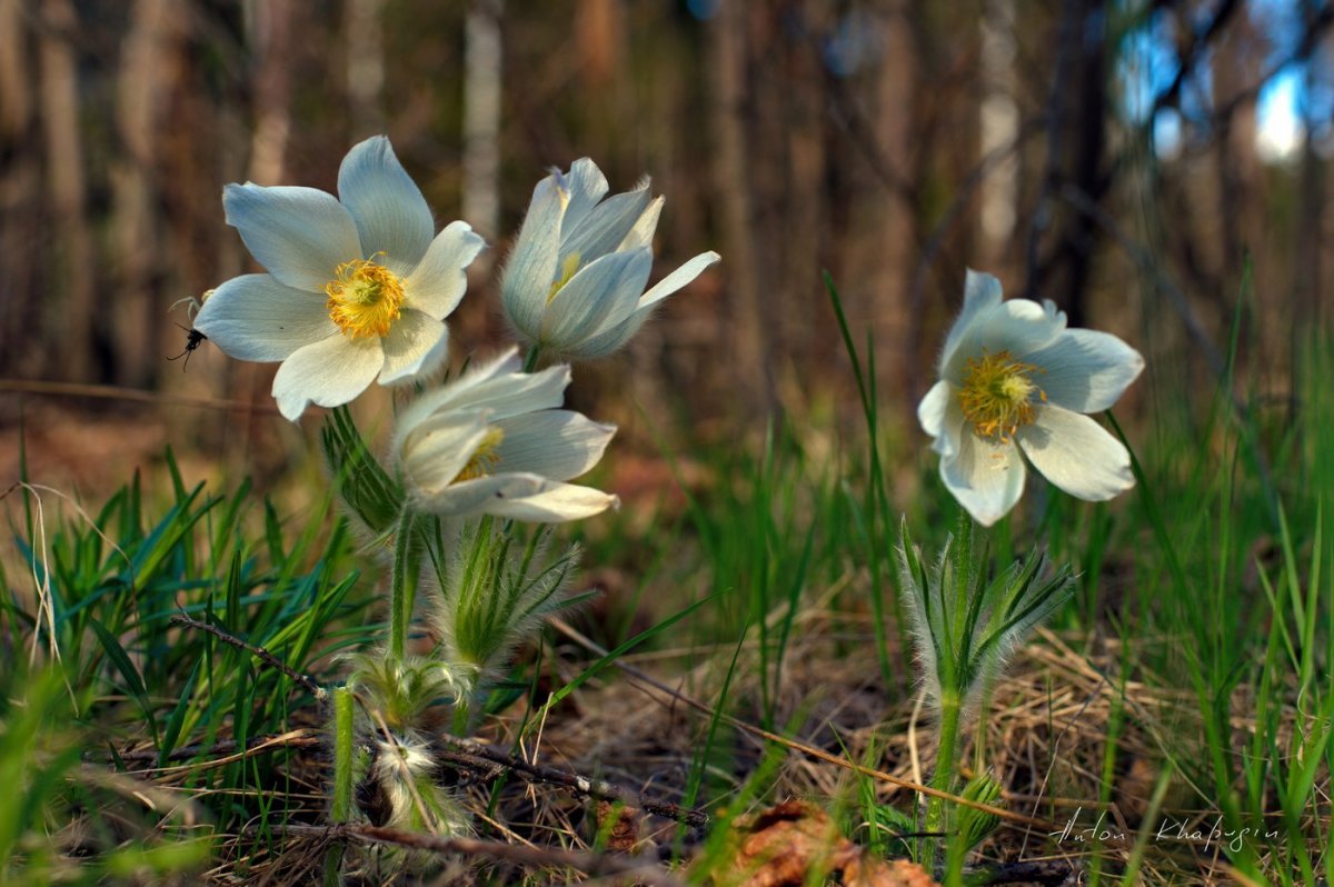 Прострел желтеющий (Сибирский Подснежник)