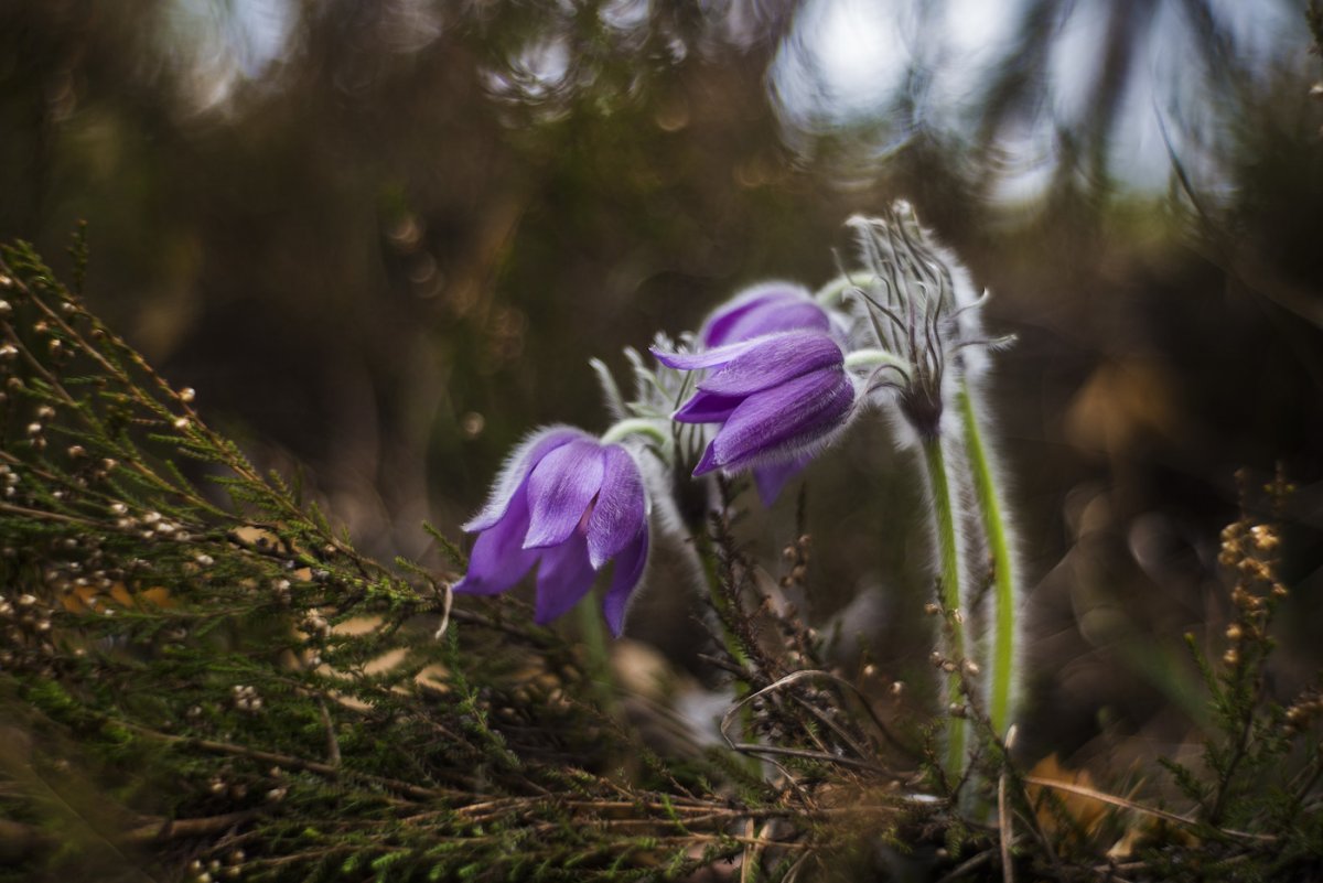 Волшебные весенние цветы