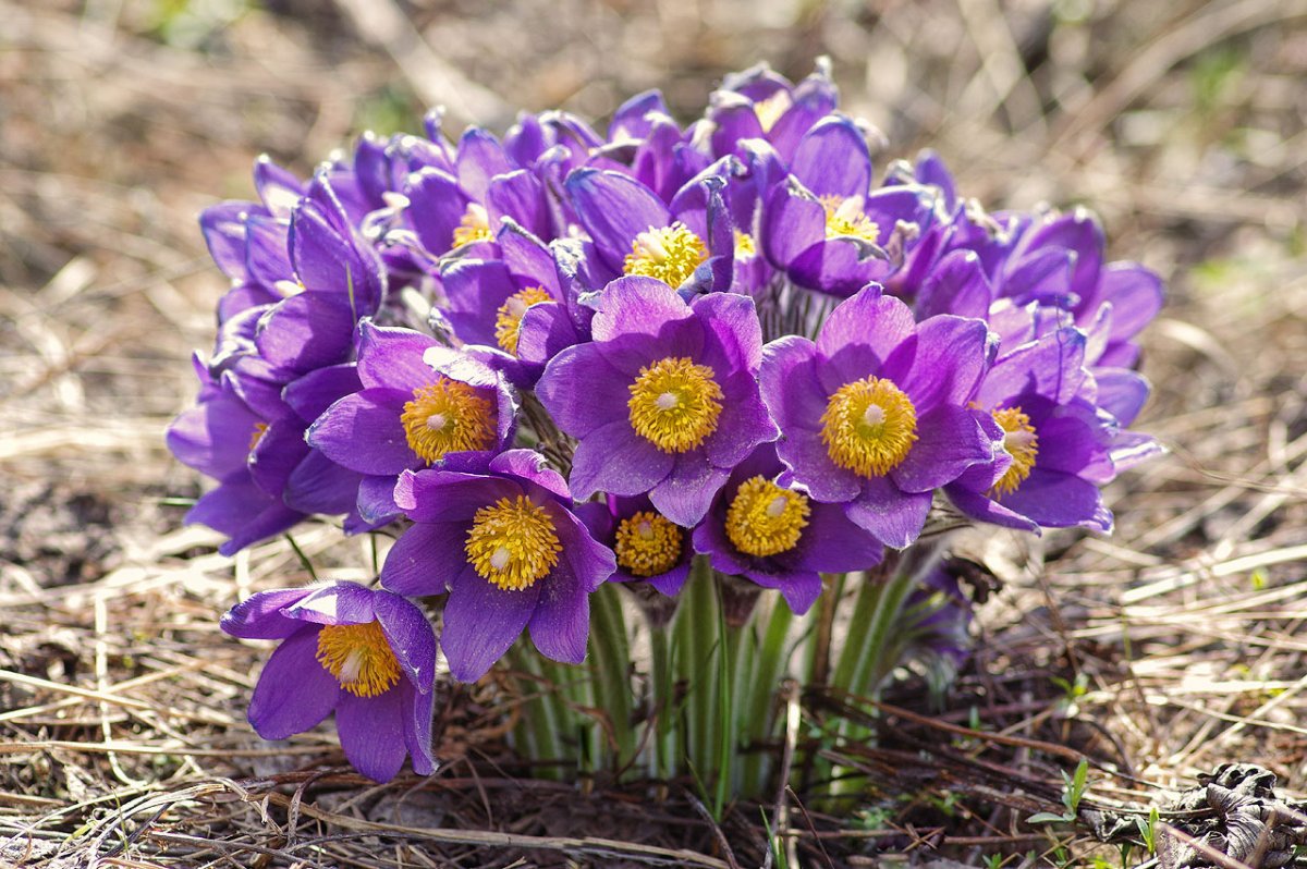 Подснежники Забайкалья