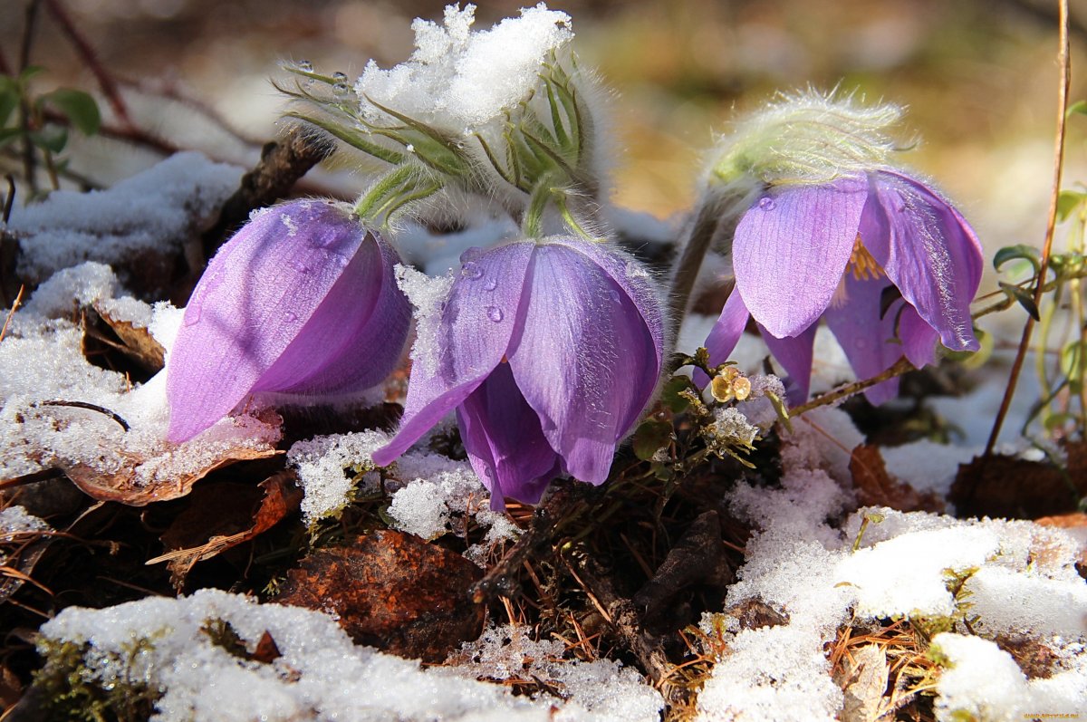 Фиалка сон трава