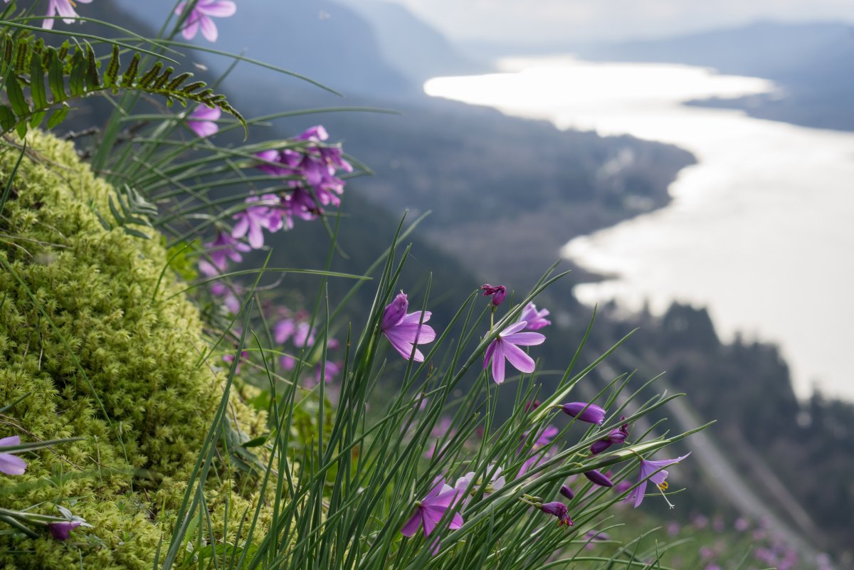 Полевые цветы в горах