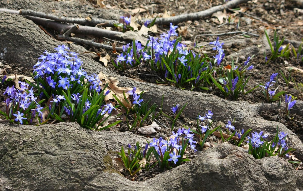 Пролеска Кавказская