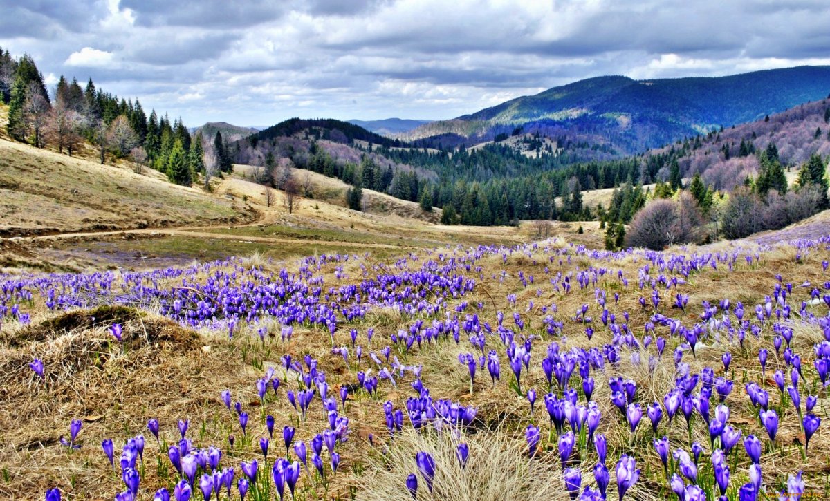 Подснежники в горах
