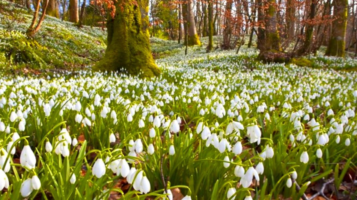 С весной белорусская картинка