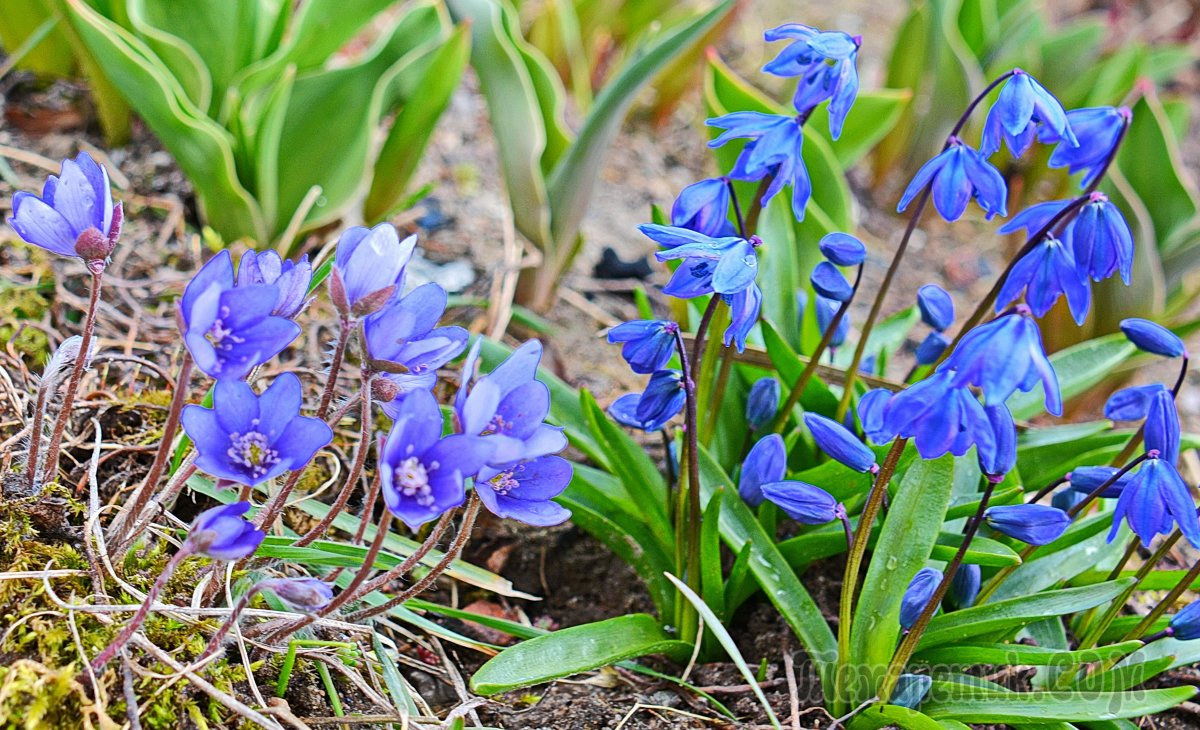 Весна в Беларуси фото