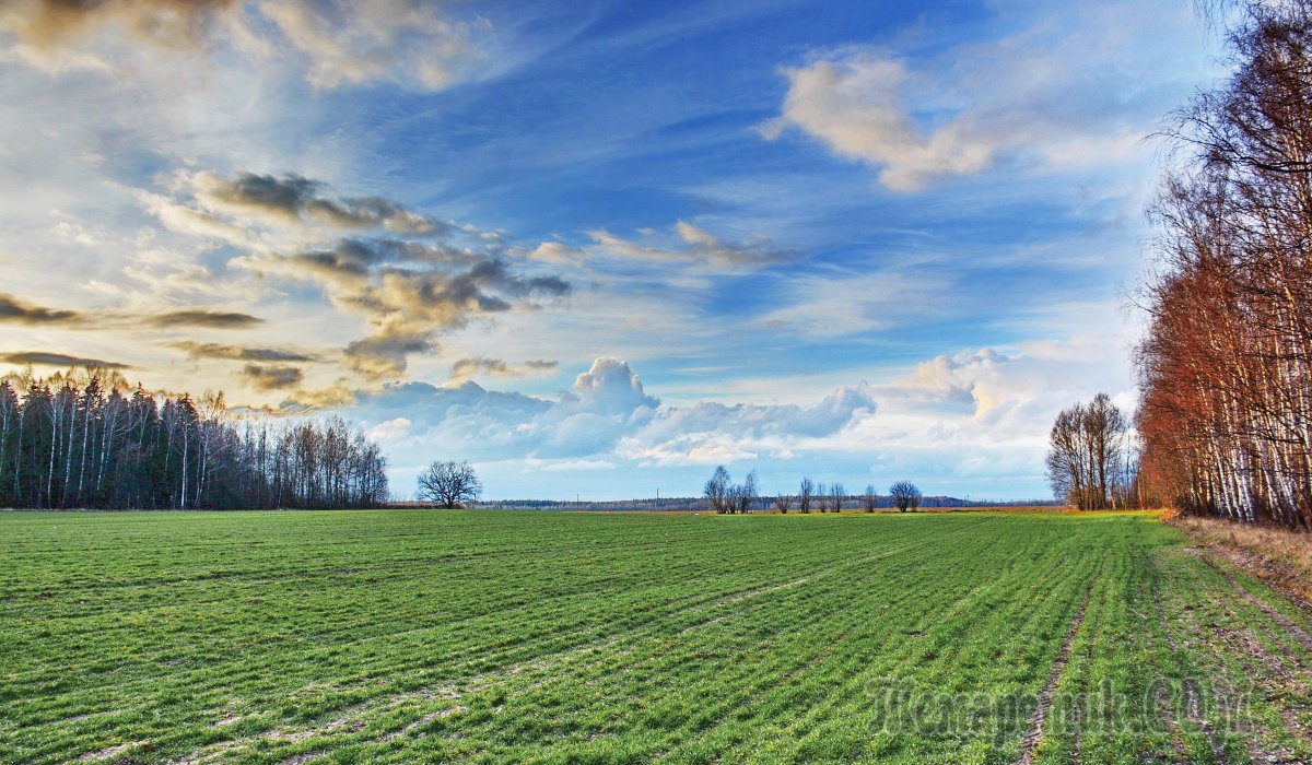 Поля Белоруссии