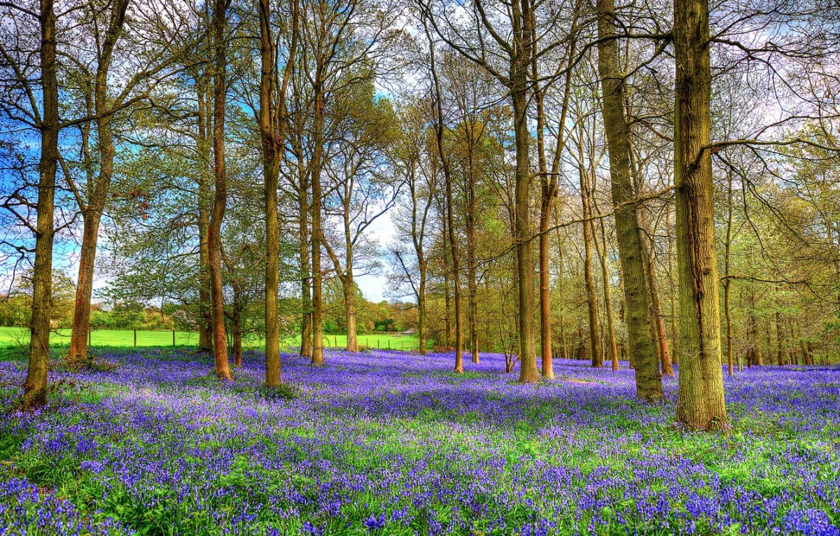 Весенние Луга