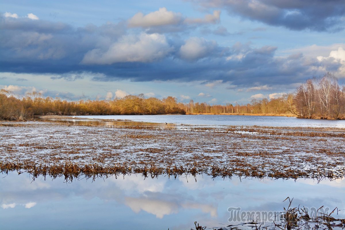 Ангарск цветущие яблони