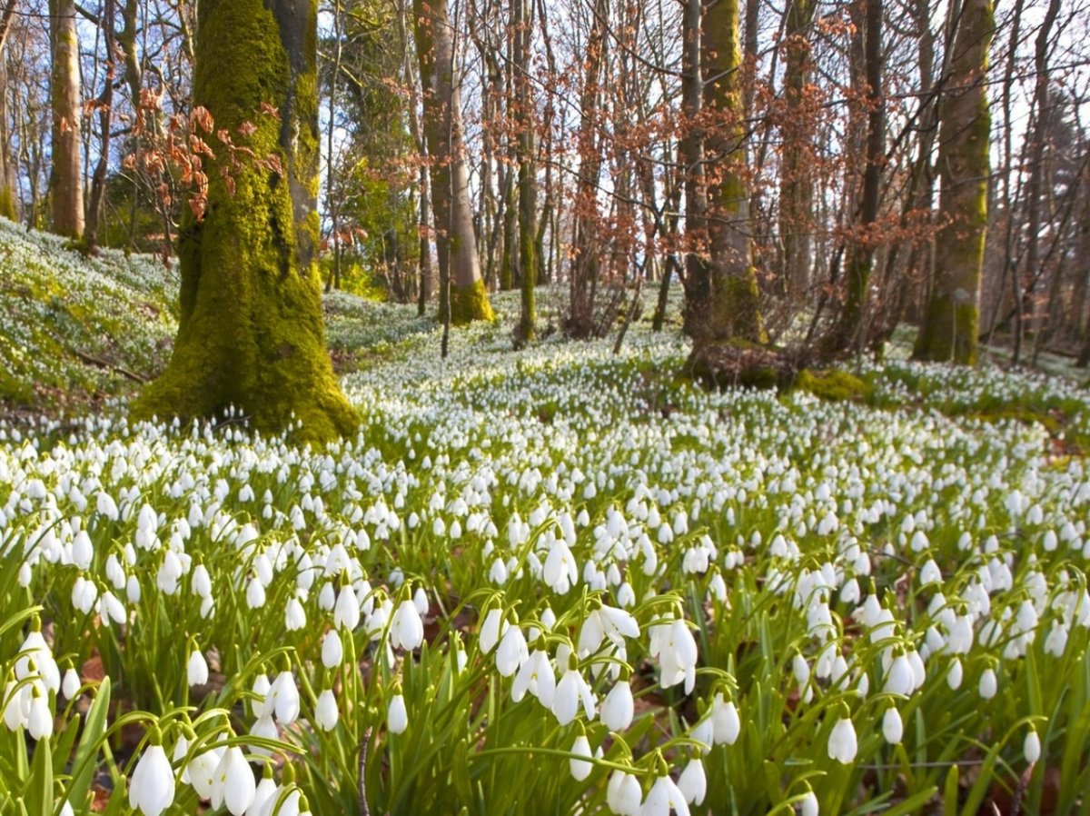 Весенний багульник Забайкалье