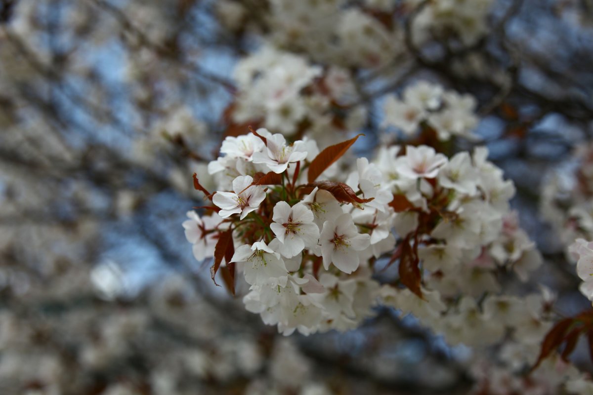 Весна природа