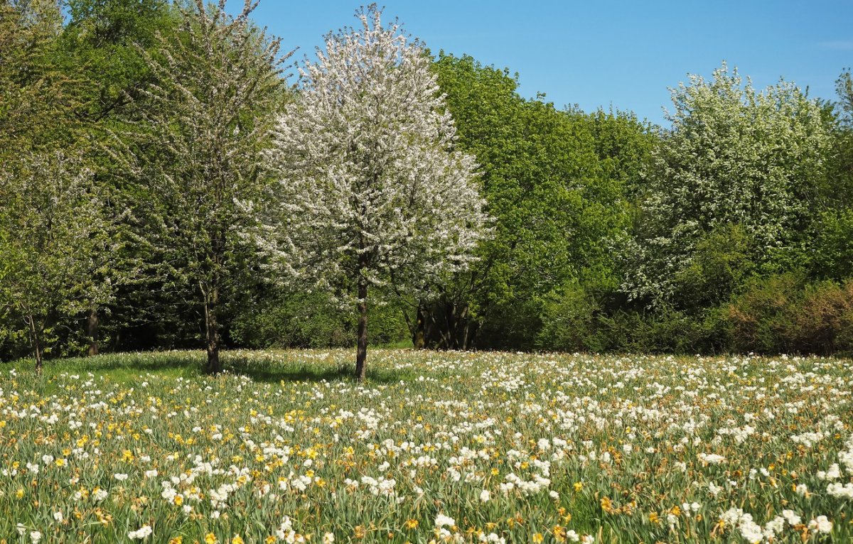 Весенний пейзаж