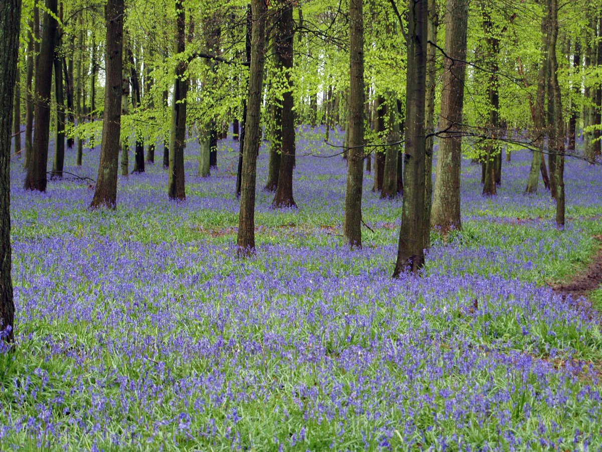 Пролеска Цветущая Поляна