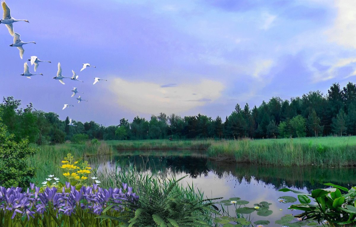 Лес озеро птицы