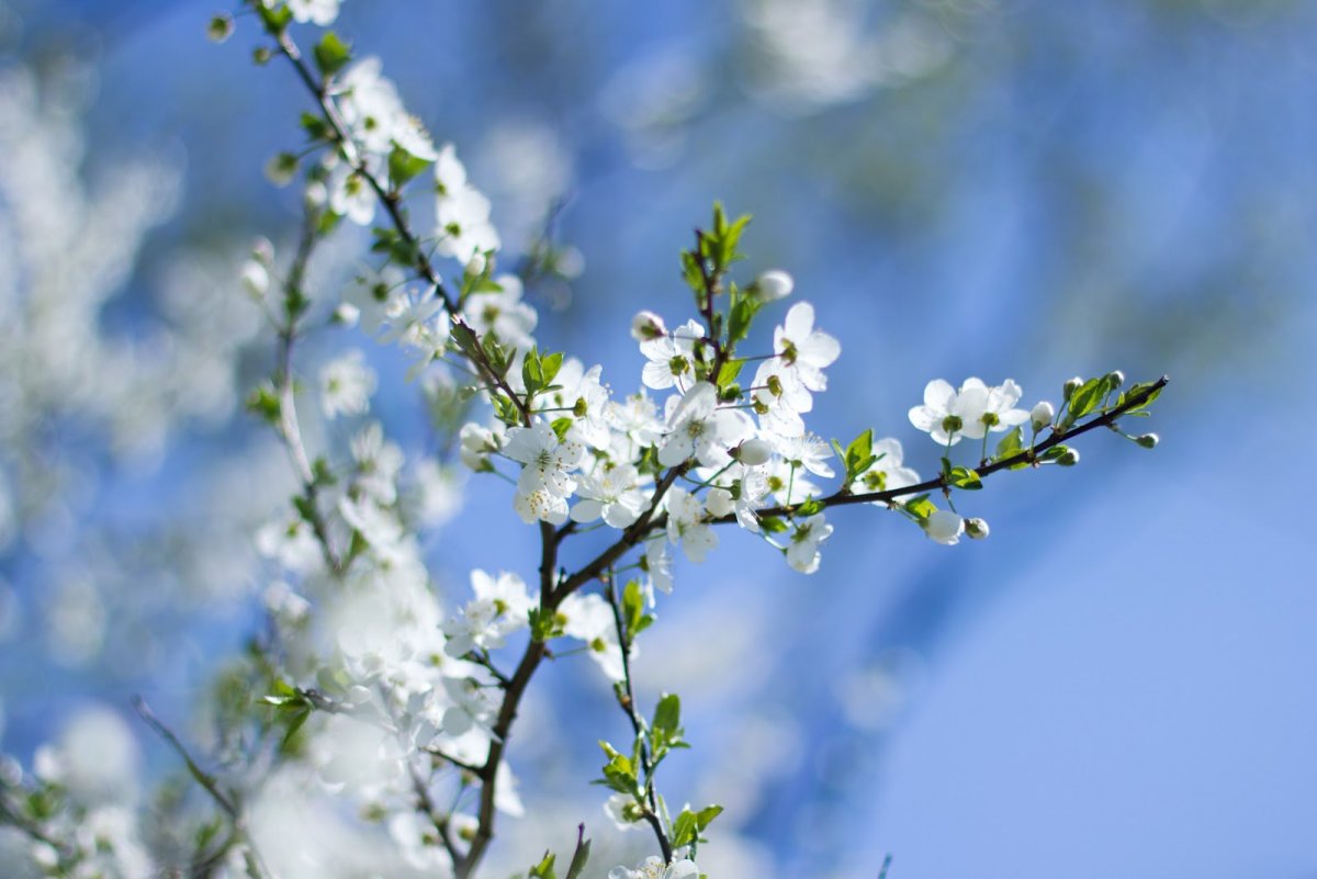 Весна в парке природа