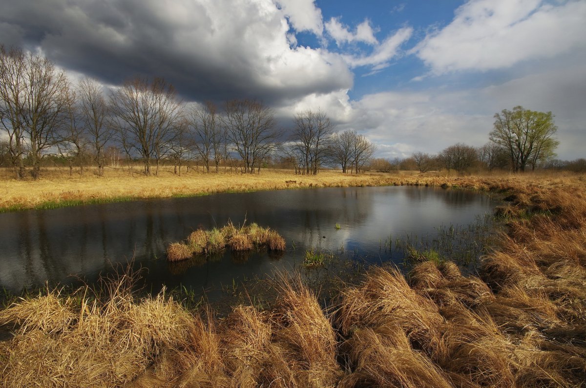 Беларусь природа поля