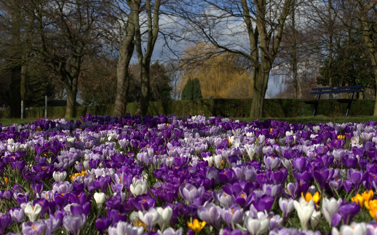 Весенняя природа в городе