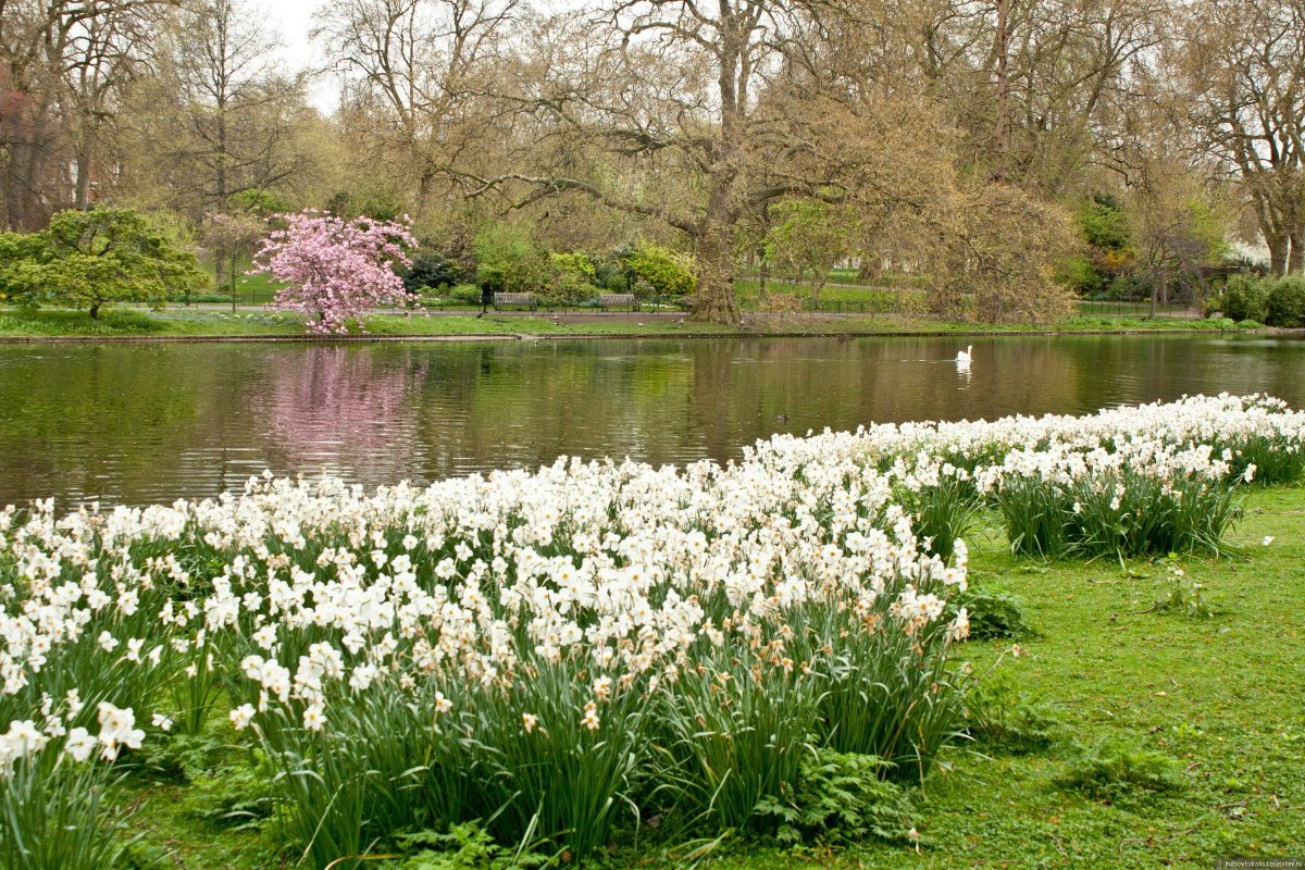 Ранняя Весна в Лондоне