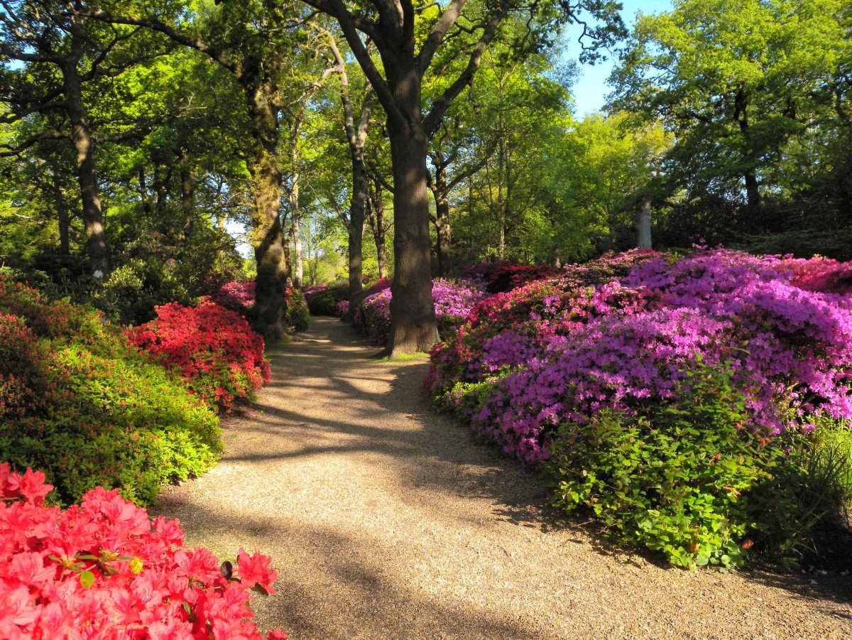 Ричмонд парк плантация Изабеллы