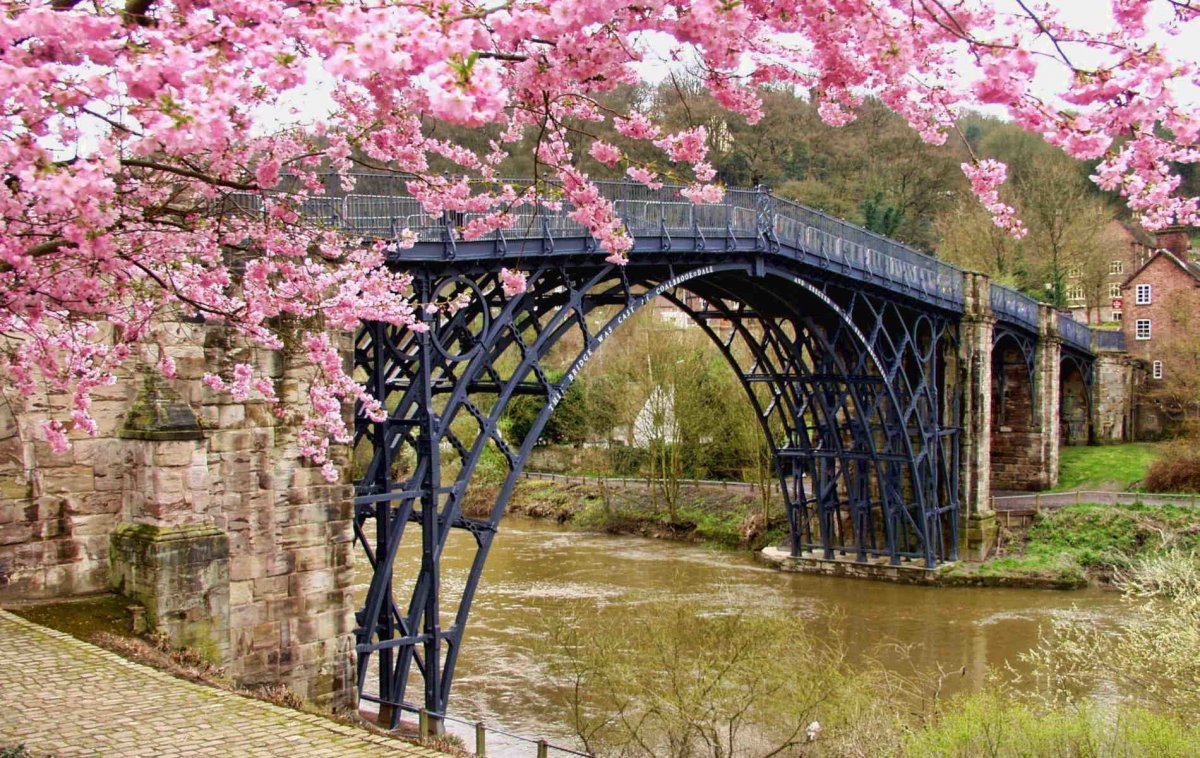 Сакура и мост