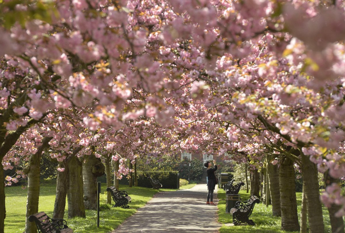 Цветущие деревья Лондона