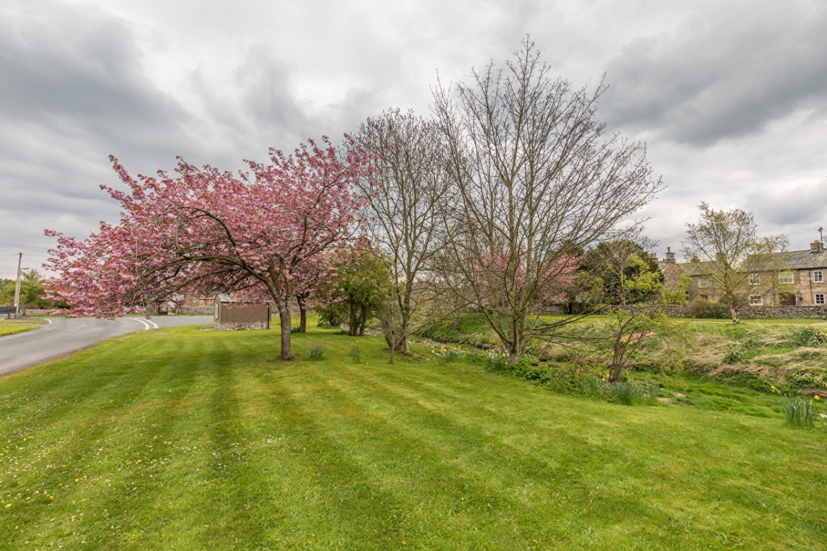 Весенние деревья и кусты